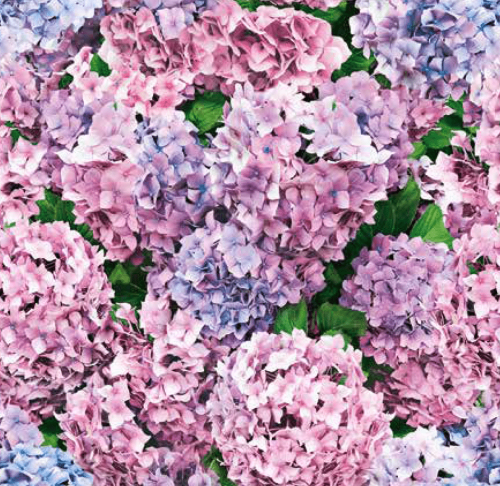 Vaxduk med hortensia - 140 cm.