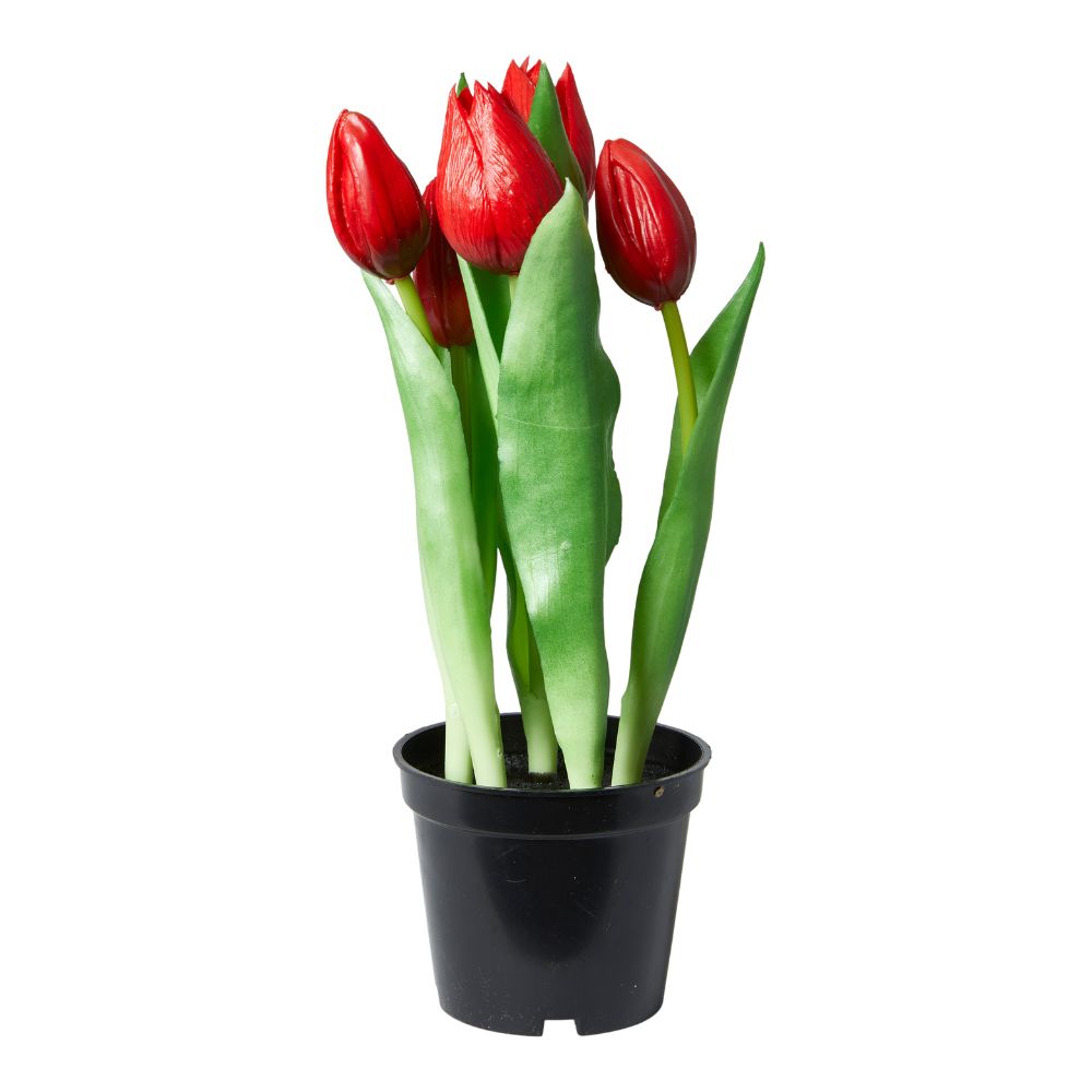 Tulipaner 5 stk. i potte 25 cm rød
