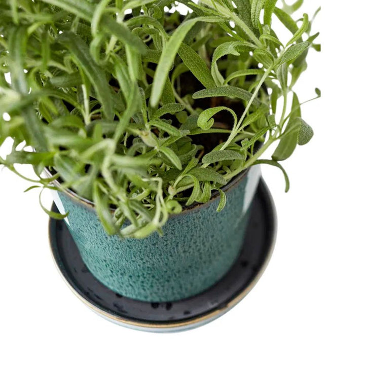 Bitz - Blomkruksskydd 10cm Grön/svart