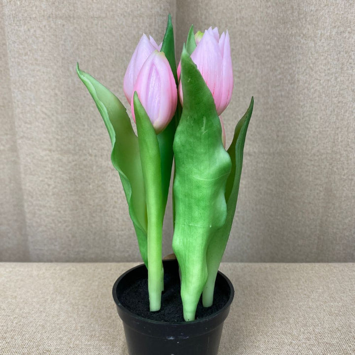 Tulpaner 5 st. i kruka 25 cm rosa