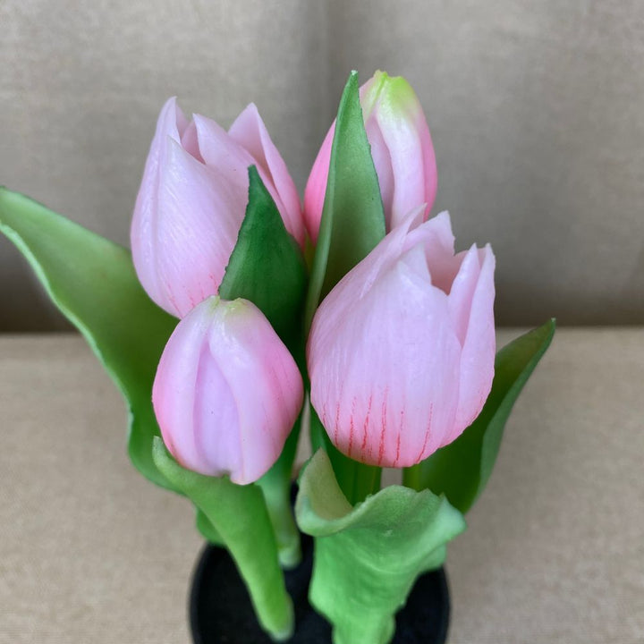 Tulpaner 5 st. i kruka 25 cm rosa