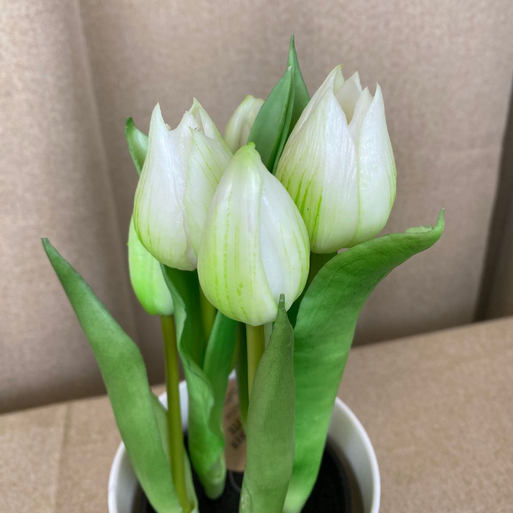 Tulpaner 5 st. i kruka 25 cm - vita