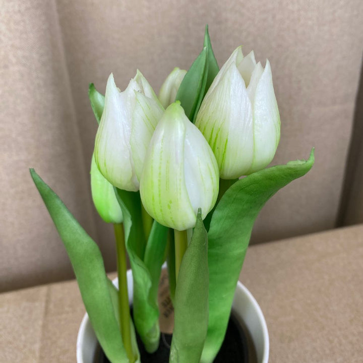 Tulpaner 5 st. i kruka 25 cm - vita