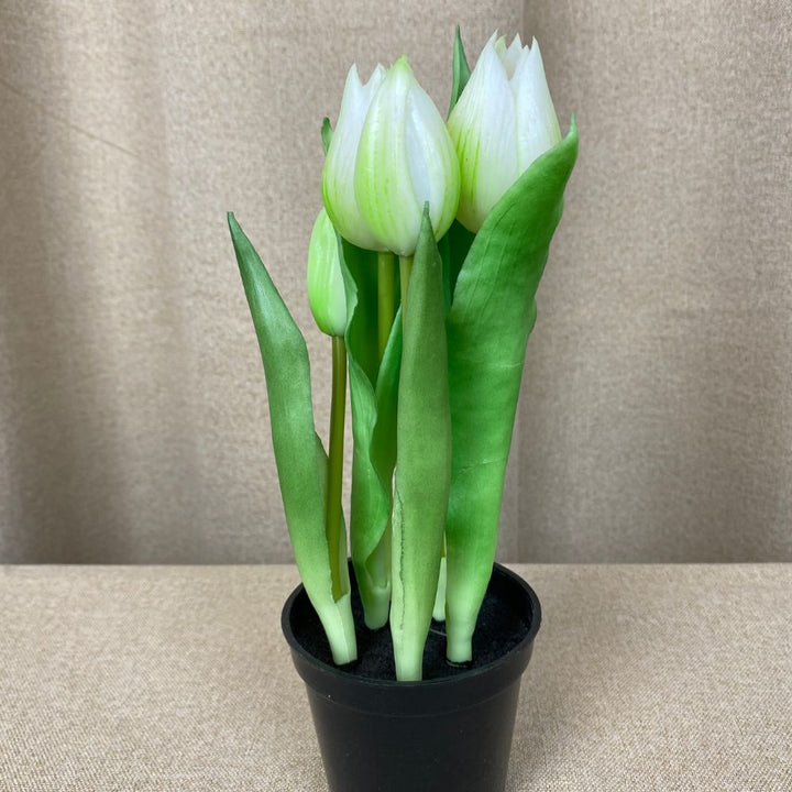 Tulpaner 5 st. i kruka 25 cm - vita