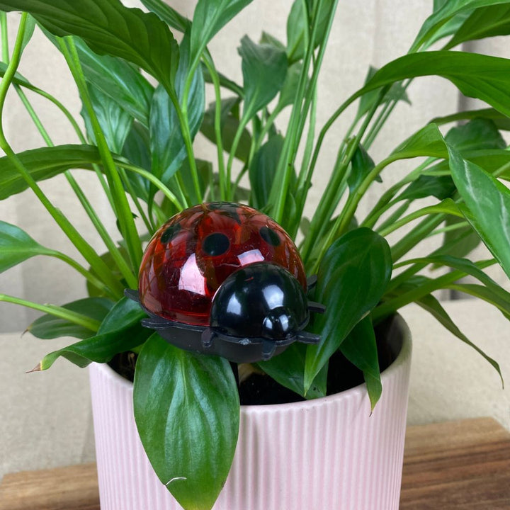 Conzept - Solcellslampa - 4 assorterade varianter