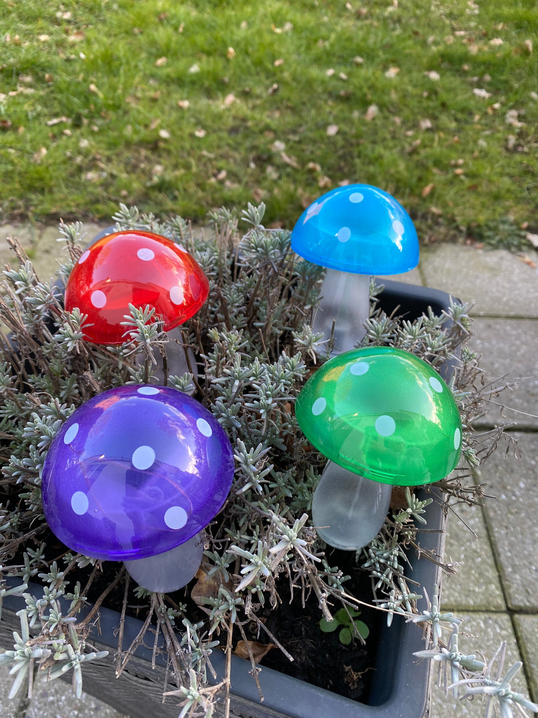 Conzept - solsvamp 7,8x7,8x20 cm 4 ass. färger