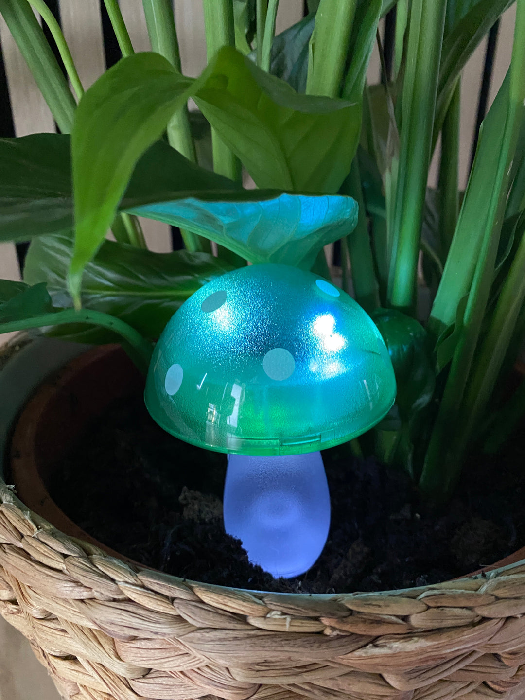 Conzept - solsvamp 7,8x7,8x20 cm 4 ass. färger