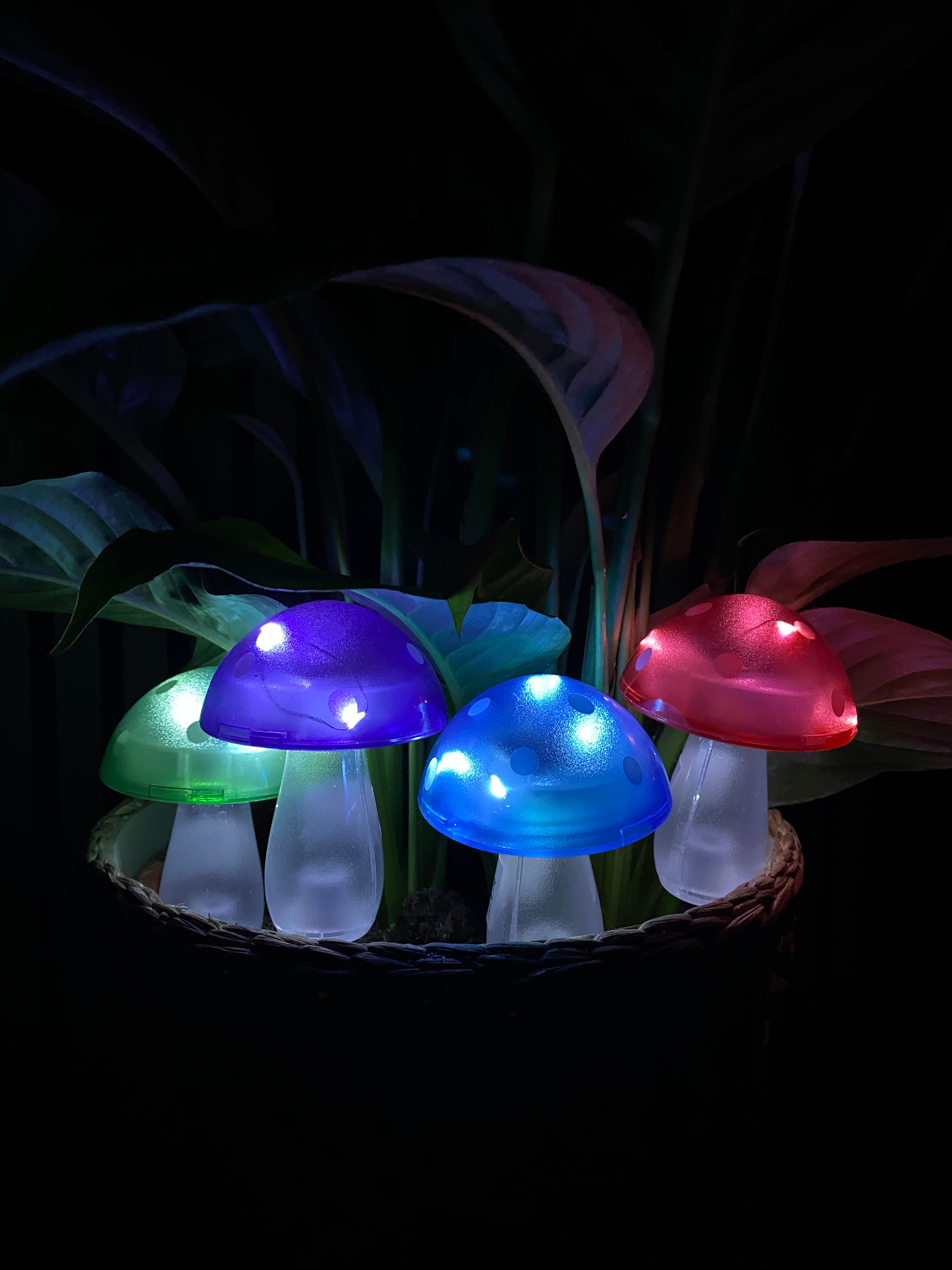 Conzept - solsvamp 7,8x7,8x20 cm 4 ass. färger