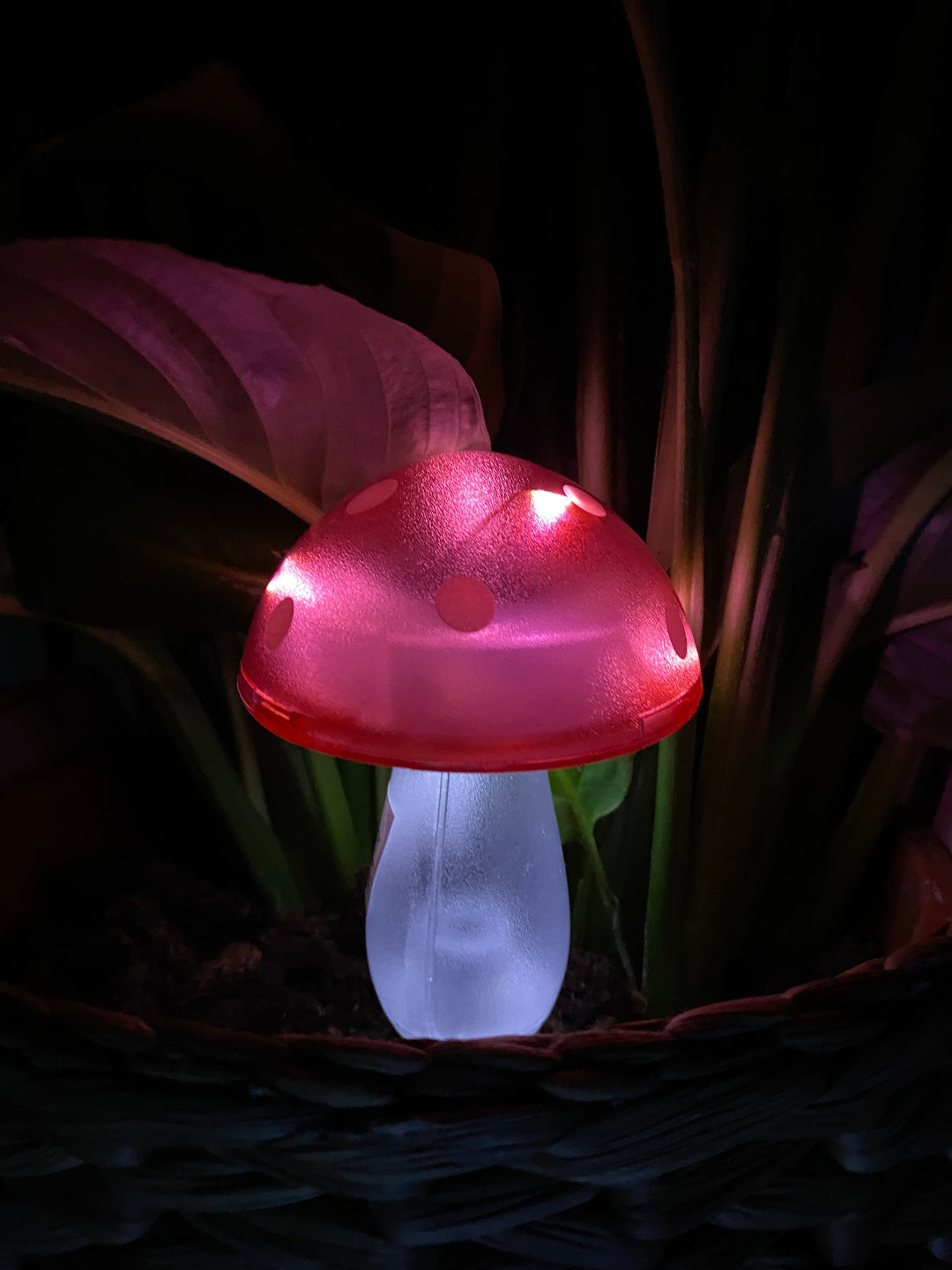 Conzept - solsvamp 7,8x7,8x20 cm 4 ass. färger