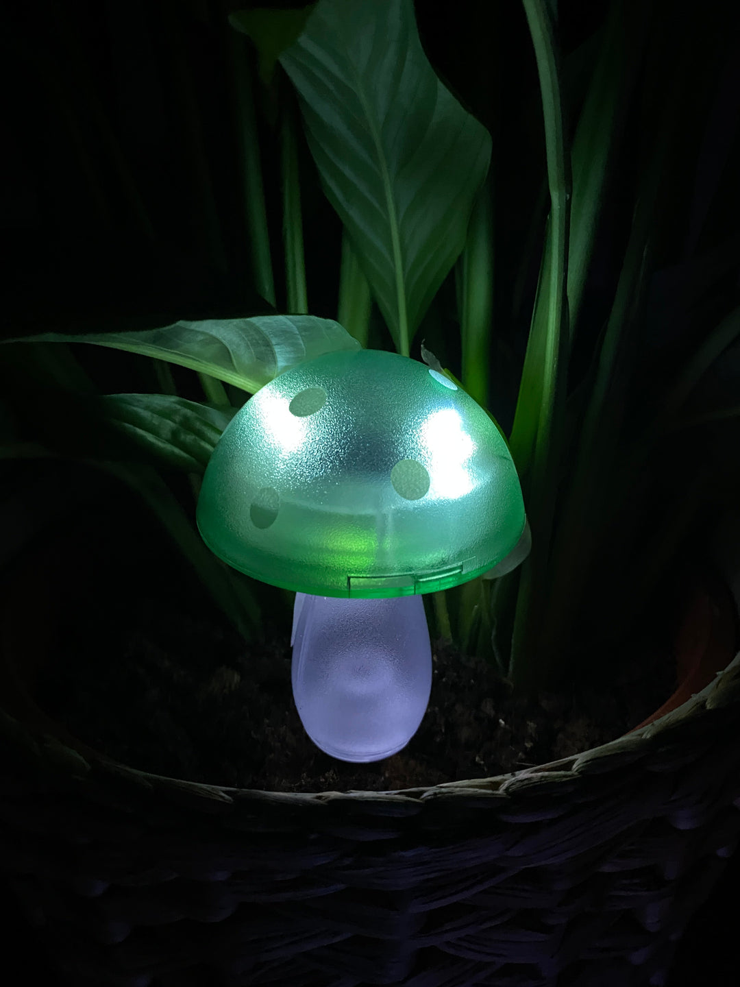 Conzept - solsvamp 7,8x7,8x20 cm 4 ass. färger